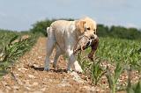 LABRADOR 447